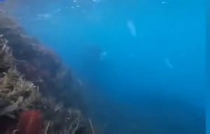 Killer whales checking out a human