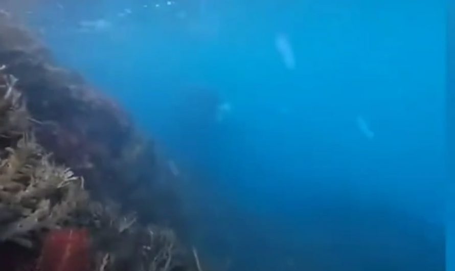 Killer whales checking out a human
