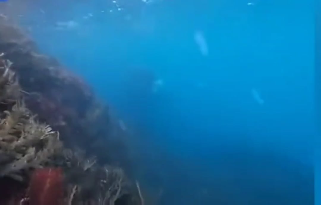 Killer whales checking out a human