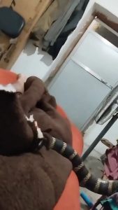 King cobra entered in house Uttarakhand, India