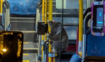 Koala catches a ride on a bus in Brisbane, Queensland, to escape a busy road