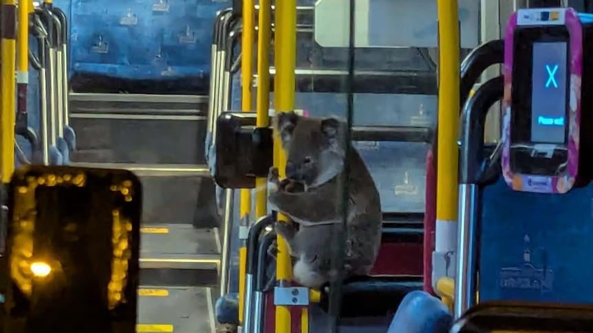 Koala catches a ride on a bus in Brisbane, Queensland, to escape a busy road