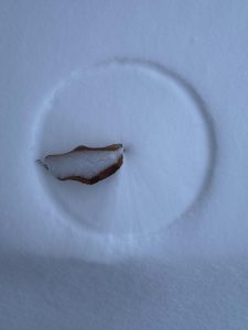 Leaves carves a perfect circle on the snow due to the wind.