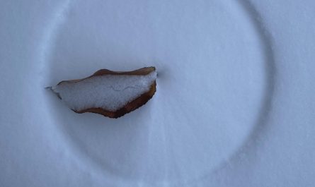 Leaves carves a perfect circle on the snow due to the wind.