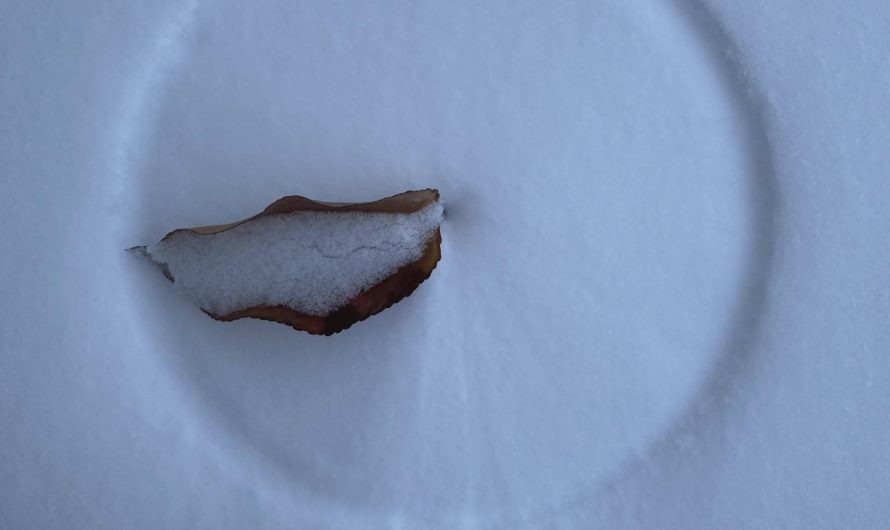 Leaves carves a perfect circle on the snow due to the wind.