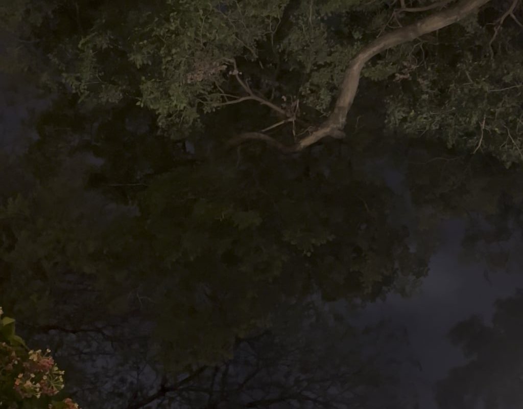 Lightning storm and windy leaves