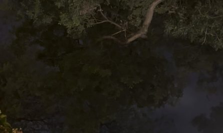 Lightning storm and windy leaves