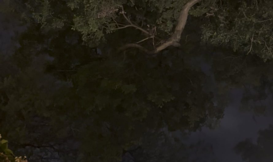 Lightning storm and windy leaves