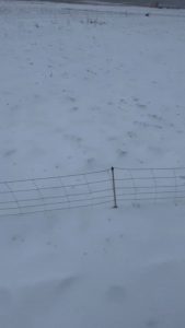 Line of pigs doing a zipper merge