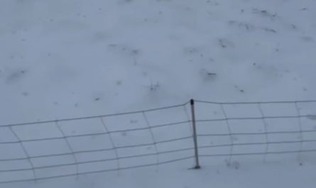 Line of pigs doing a zipper merge