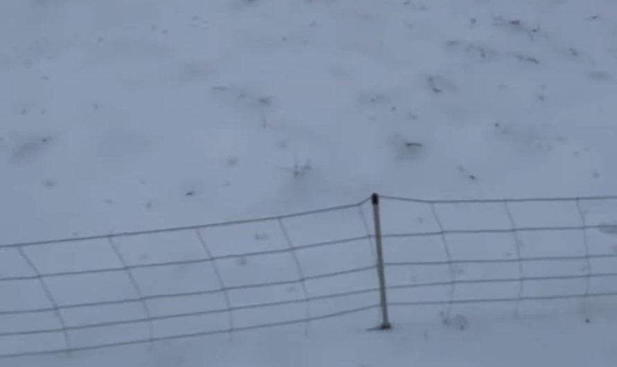 Line of pigs doing a zipper merge