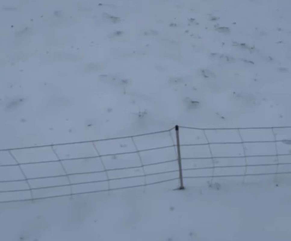 Line of pigs doing a zipper merge