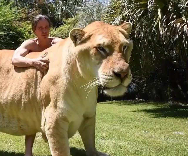Lion-Tiger hybrids that arise from a male lion and a female tiger, also known as “Ligers”, are significantly larger and physically stronger than lions and tigers. However, they can’t survive in nature because they have very low survival instincts and their hunting skills are almost nonexistent.