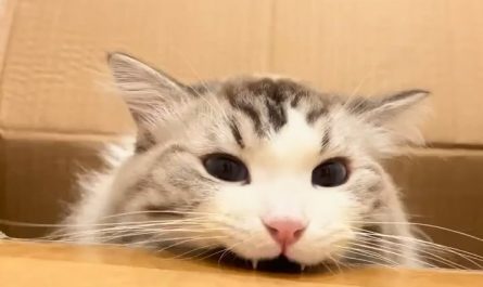 Little cat teefs and cardboard.