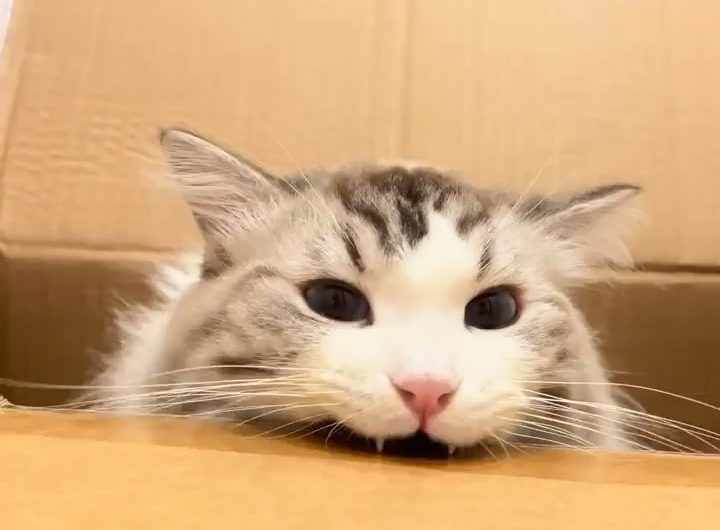 Little cat teefs and cardboard.