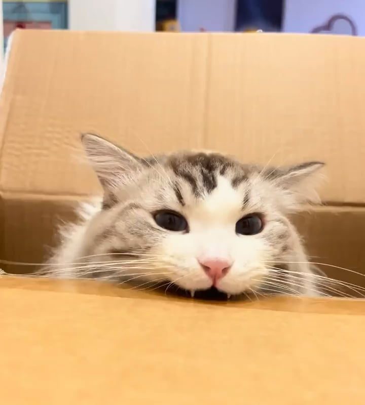 Little cat teefs and cardboard.