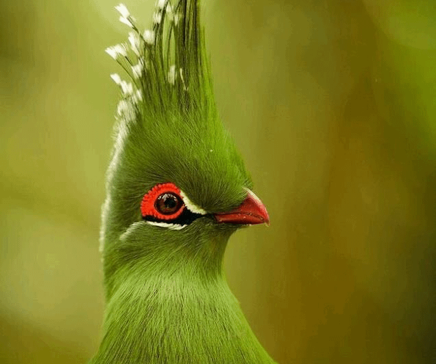 Livingstone’s turaco (Tauraco livingstonii) is a species of bird distributed throughout the subtropical lowlands of southeastern Africa. It is easily identified by its red, white and black eye patches, dark red beak, and a bold green crest sporting white floral flourishes. It mostly eats fruits.