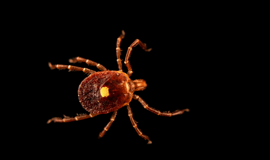 Lone Star tick bite can cause alpha-gal syndrome that makes you allergic to meat.