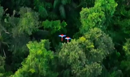 Macaws in flight over the Amazon rain forest.