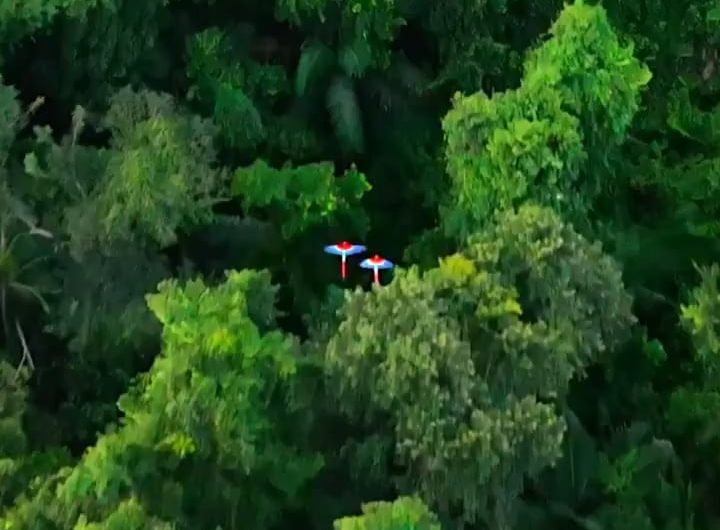 Macaws in flight over the Amazon rain forest.