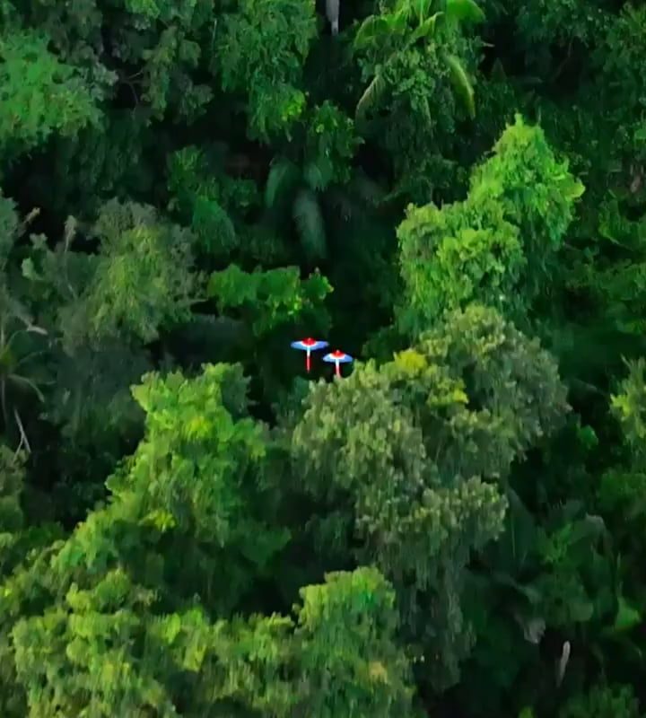 Macaws in flight over the Amazon rain forest.