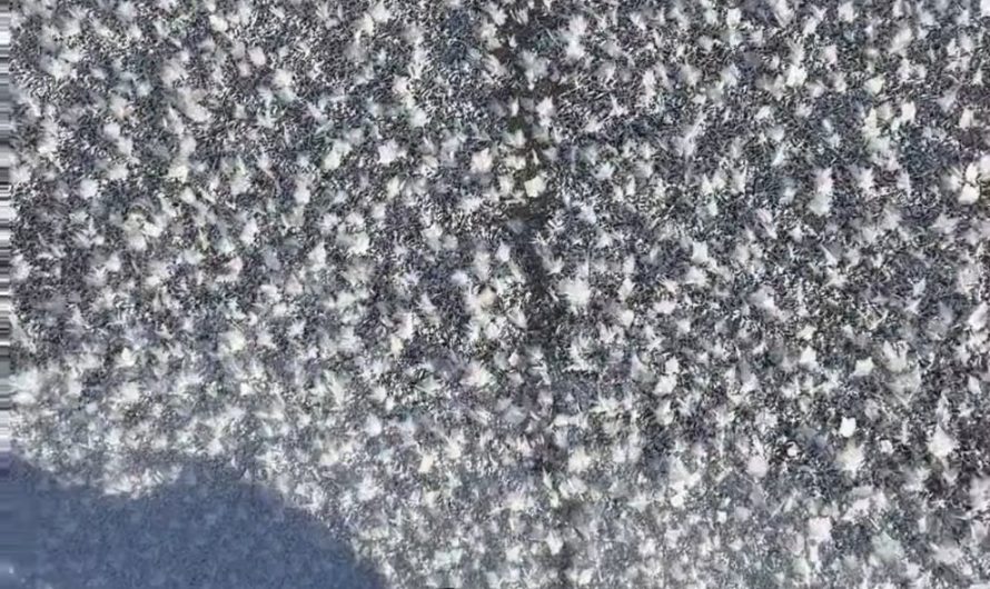 Magical and ephemeral beauty of frost Flower season in Banff💫