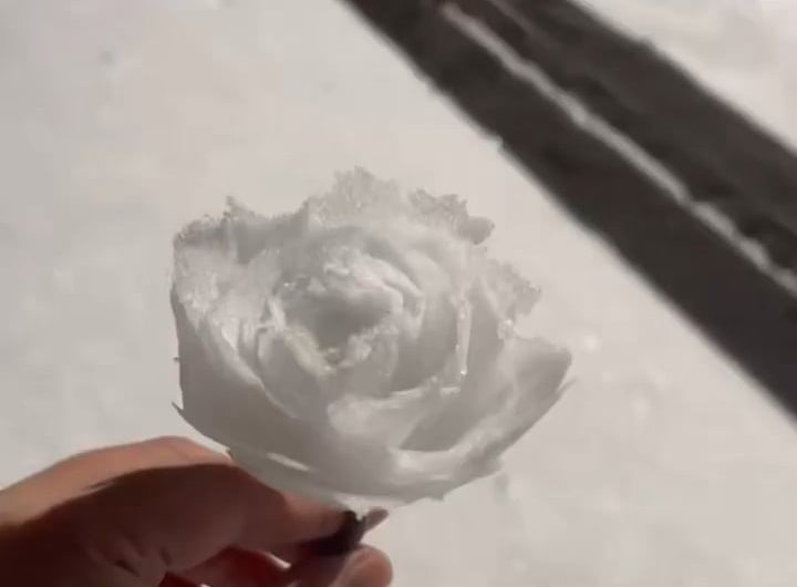 Making a rose out of snow