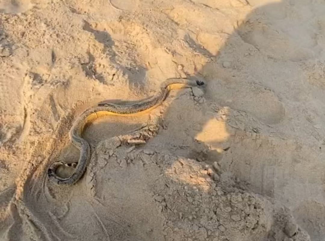 Man catches and handles an extremely venomous yellow bellied sea snake, unaware of what it is