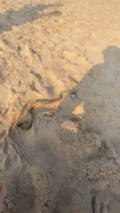 Man catches and handles an extremely venomous yellow bellied sea snake, unaware of what it is