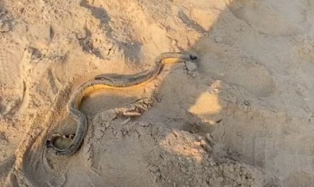 Man catches and handles an extremely venomous yellow bellied sea snake, unaware of what it is