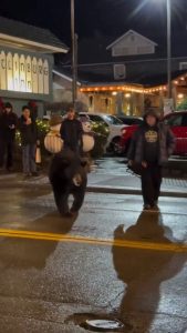 Man distracted the bear to protect the kids