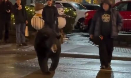 Man distracted the bear to protect the kids