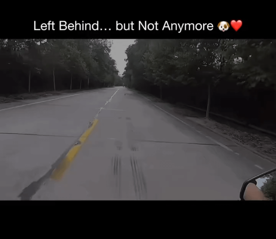 Man finds abandoned puppy by the road, take it home