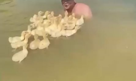 Man tames a large amount of wee birdies