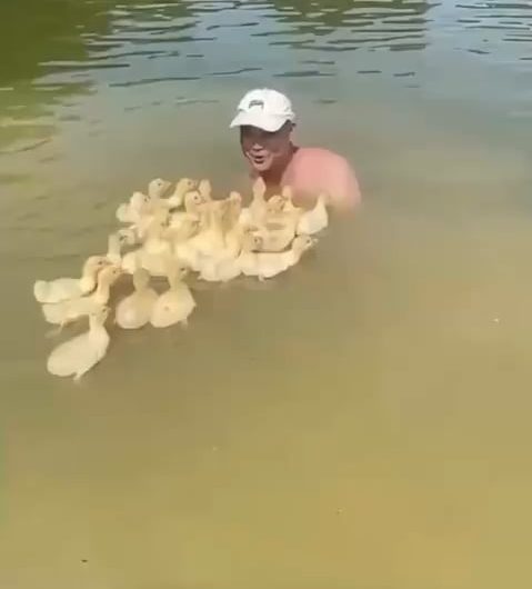 Man tames a large amount of wee birdies