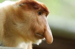 Meet one of the Unsual Monkey: Proboscis Monkey