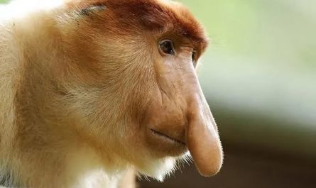 Meet one of the Unsual Monkey: Proboscis Monkey