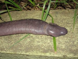 Meet one of the most disturbing animals on earth: the amphibian Atretochoana eiselti