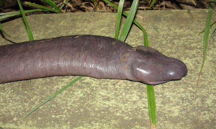 Meet one of the most disturbing animals on earth: the amphibian Atretochoana eiselti