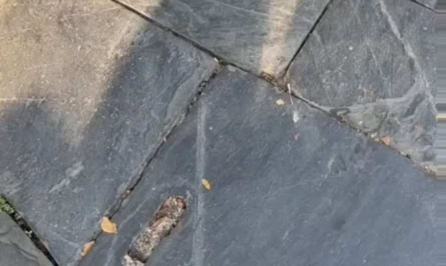 Mesmerizing shiny dream catchers