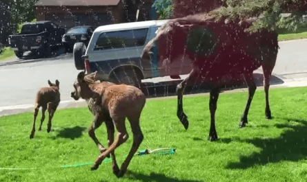 Moose family, who was bothered by the heatwave in 2015, playing in the sprinkler. Candice Helm of Alaska saw them strolling around her house looking really bothered by the weather, and so she turned on the sprinklers, and they were happy.