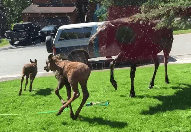 Moose family, who was bothered by the heatwave in 2015, playing in the sprinkler. Candice Helm of Alaska saw them strolling around her house looking really bothered by the weather, and so she turned on the sprinklers, and they were happy.