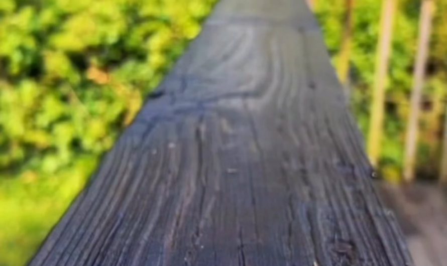 Morning treats for the birbs