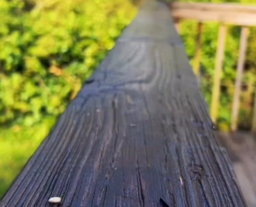 Morning treats for the birbs