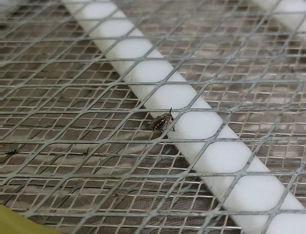 Mosquito Vaporising on an Bug zapper.