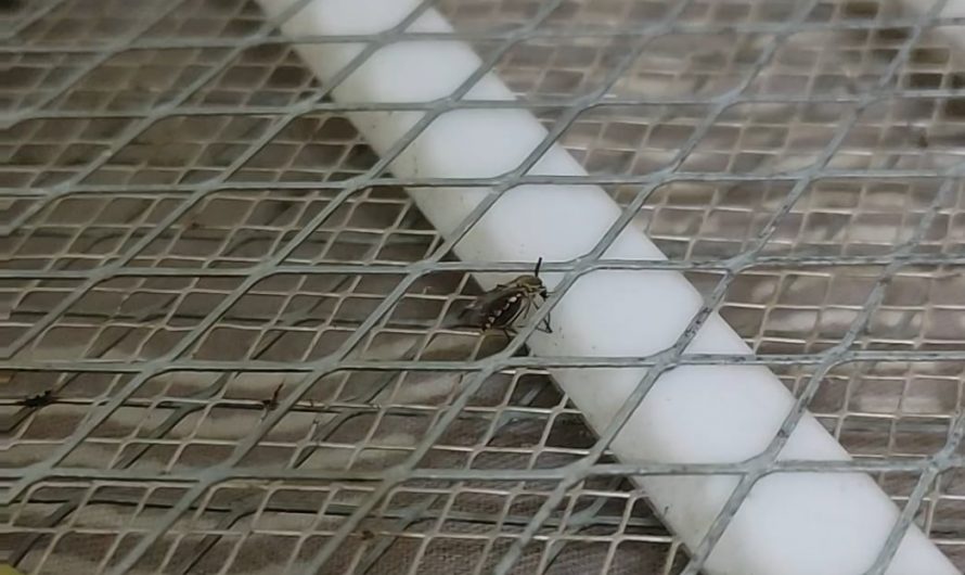 Mosquito Vaporising on an Bug zapper.
