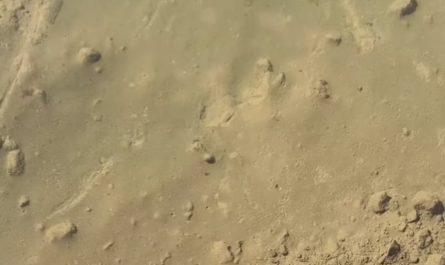 Mud ripples in a puddles