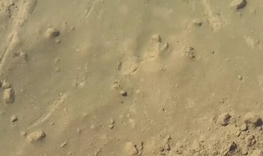 Mud ripples in a puddles