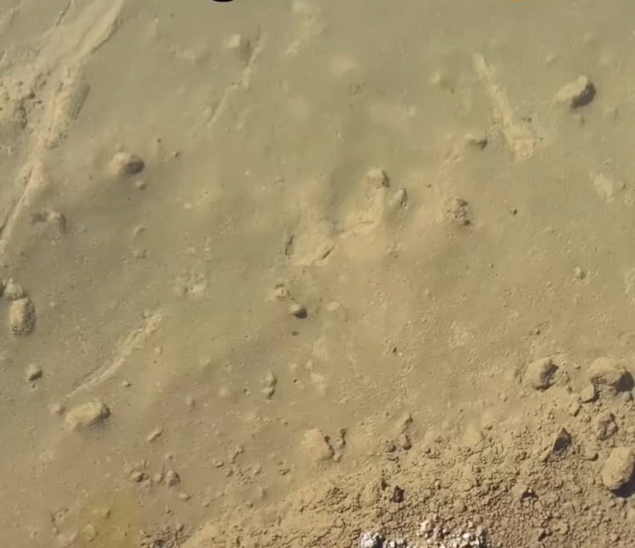 Mud ripples in a puddles