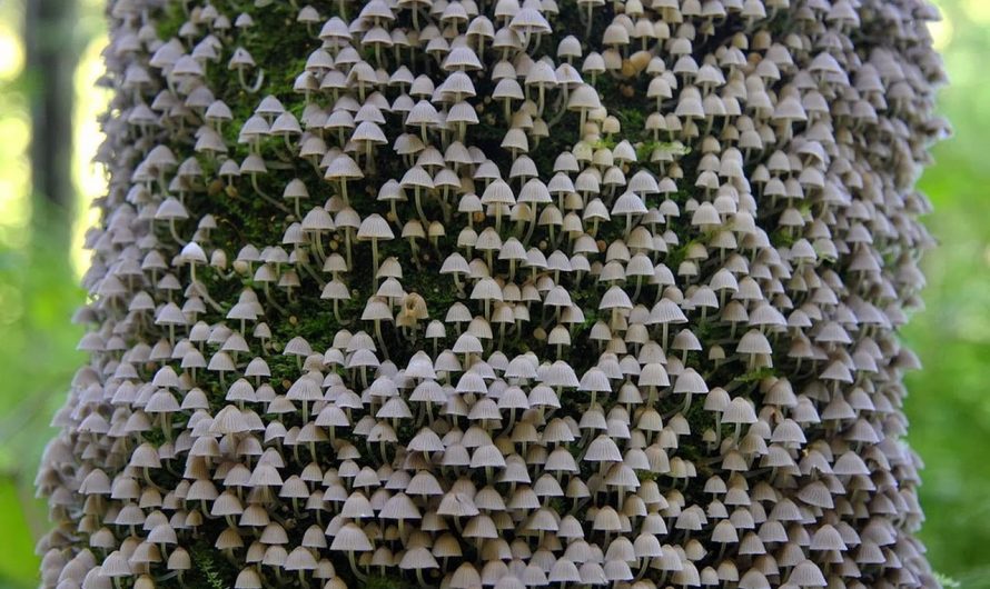 Mushrooms blooming on the tree bark